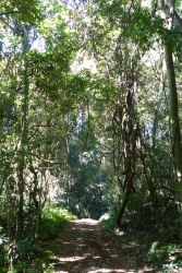 Un beau sentier aménagé pour découvrir cette forêt primaire humide unique dans le pays