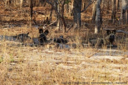 Avant même d'entrer au parc de Hwange, nous avons l'incroyable surprise de découvrir une meute de lycaons 