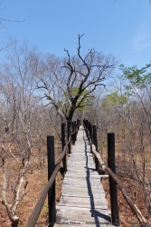 Au centre de sauvegarde des lycaons, une passerelle aménagée permet d'évoluer dans la forêt sèche typique de la région