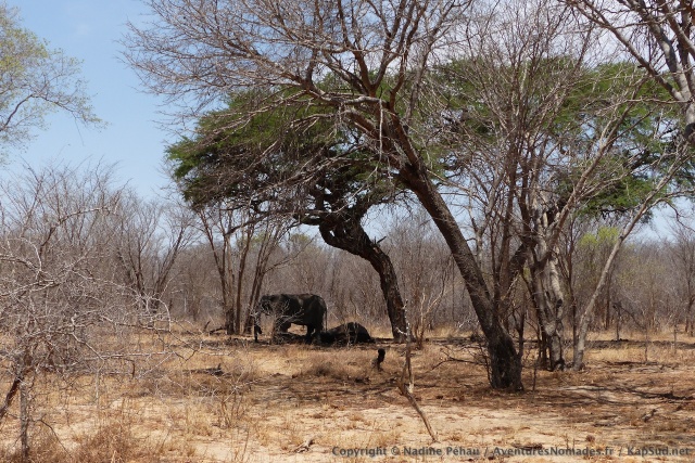 A midi, avec la chaleur écrasante du soleil à son zénith, les éléphants se réfugient sous les arbres