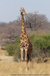 Une superbe girafe nous toise avec un brin de provocation dans l'attitude