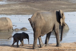 Un minuscule éléphanteau dans les pas de sa mère