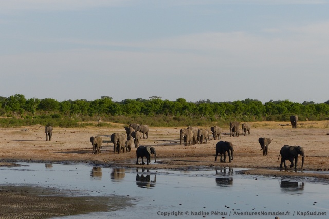 En fin d'après-midi, c'est à un véritable défilé de troupes d'éléphants auquel on assiste