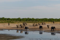 En fin d'après-midi, c'est à un véritable défilé de troupes d'éléphants auquel on assiste