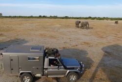 Certains éléphants semblent prendre notre Totoy pour un curieux congénère