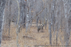 Une hyène surprise dans les bois alors que la nuit va bientôt tomber