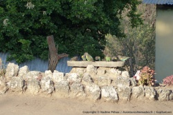 Dans notre campsite exclusif, Vincent, le gardien, prend soin de tout le monde, y compris des oiseaux