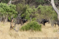 Un troupeau de buffles en train de sortir du bush épais pour rallier la plaine et ses trous d'eau