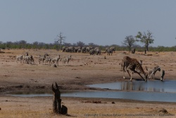 La fin de la saison sèche est une période difficile pour les animaux qui se regroupent autour des waterholes encore remplis