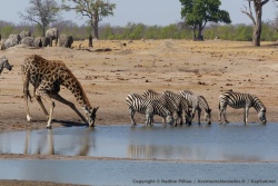 Rester à un trou d'eau est le meilleur moyen de savourer le fantastique spectacle de la vie sauvage