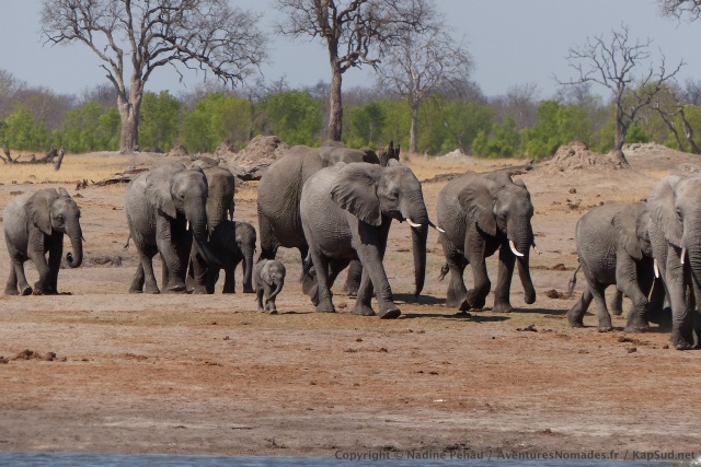 Quand les éléphants débarquent en cette saison, c'est toujours avec une frénésie bien compréhensible
