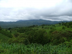 Les plantation de thé se partagent le territoire avec les forêts cultivées