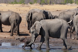 Au milieu de dizaines d'énormes éléphants, un frêle nouveau-né protégé par sa mère des plus attentives