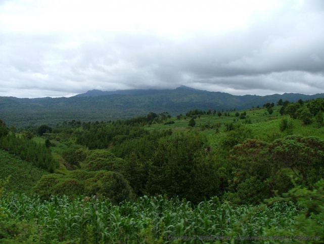 Les plantation de thé se partagent le territoire avec les forêts cultivées