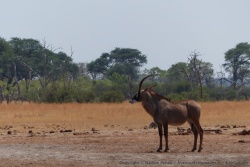 Une rare antilope rouanne