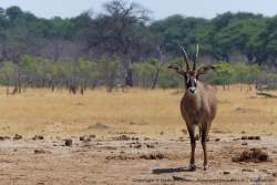 Pour une fois où on peut observer la très discrète antilope rouanne, on en profite !