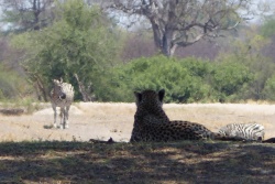 Tranquillement installé à l'ombre, un guépard scrute ses proies potentielles