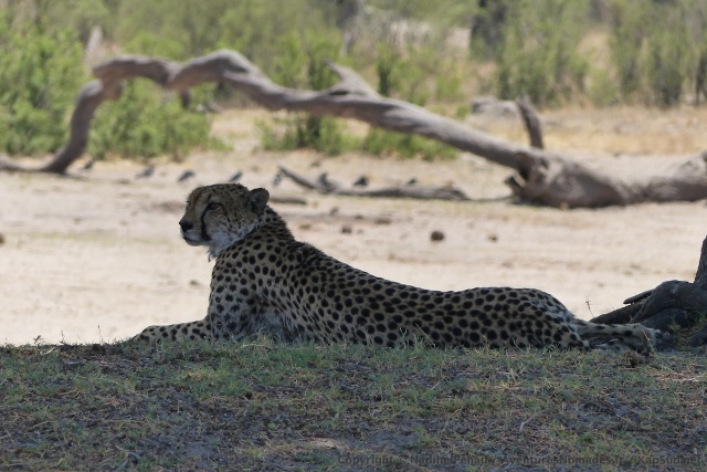 Au trou d'eau de Makwa, l'heureuse surprise d'un guépard
