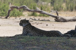 Au trou d'eau de Makwa, l'heureuse surprise d'un guépard