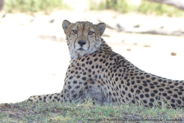 Il n'a pas fallu longtemps pour que le guépard nous repère