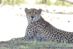 Il n'a pas fallu longtemps pour que le guépard nous repère