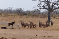 Un beau troupeau d'antilopes rouannes aves un hippotrague
