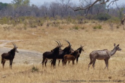 Des antilopes sable, appelées hippotragues noirs, avec des koudous
