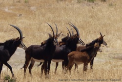 Les antilopes sable font sans aucun doute partie des plus belles antilopes