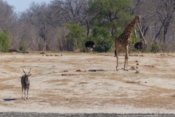 C'est incroyable le nombre d'espèces qui se côtoient en cette saison dans le parc de Hwange