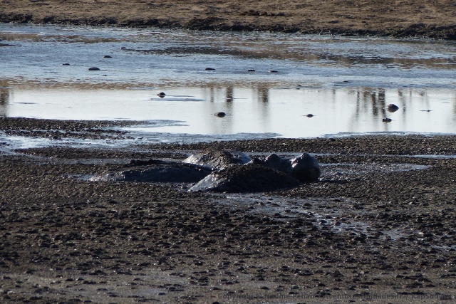 Ces masses informes sont des hippopotames qui survivent englués dans la boue
