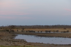 Au trou d'eau de Deteema, tous les éléphants des environs semblent s'être donnés rendez-vous