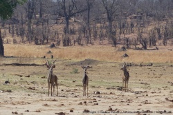 Un trio de superbes koudous sortent du bush pour venir s'abreuver 