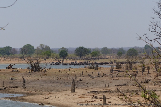 Au très grand dam de Mandavu, un immense troupeau de buffles déboule