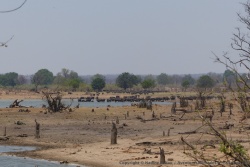 Au très grand dam de Mandavu, un immense troupeau de buffles déboule