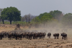 C'est la première fois qu'on voit un aussi grand troupeau de buffles et son nuage de poussière