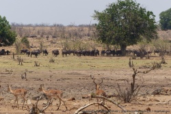 Plusieurs centaines de buffles réunis à l'ombre avant d'aller s'abreuver