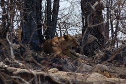 Cachée dans les hauteurs des collines enrochées, une lionne supporte péniblement la chaleur