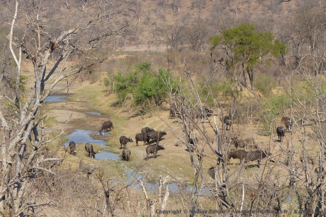 La rivière et son maigre filet d'eau attire forcément des buffles