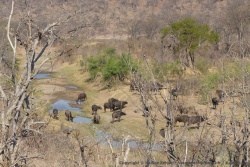La rivière et son maigre filet d'eau attire forcément des buffles