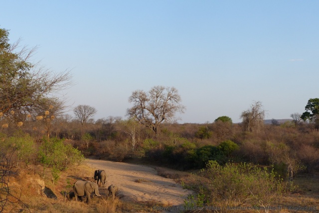 Un petit groupe d'éléphants a creusé des trous pour trouver de l'eau