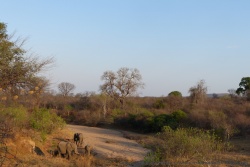 Un petit groupe d'éléphants a creusé des trous pour trouver de l'eau