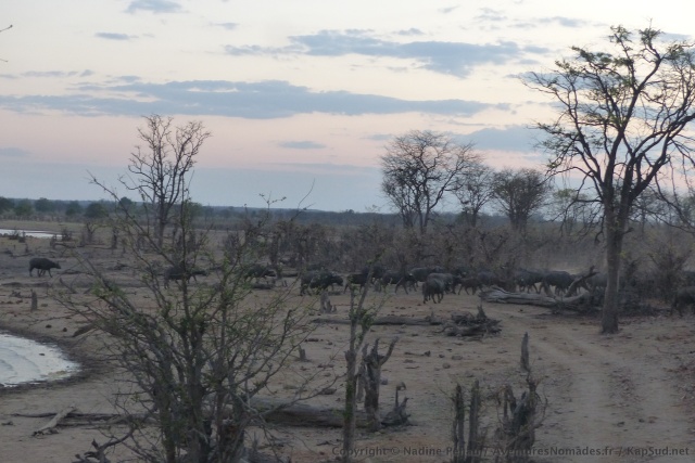 De nouveau des buffles dévalent la colline pour s'abreuver au dam