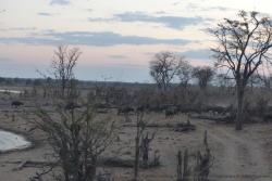 De nouveau des buffles dévalent la colline pour s'abreuver au dam