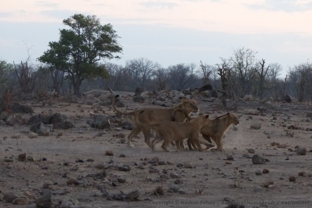 Quand les buffles sont là, les lions ne sont pas loin