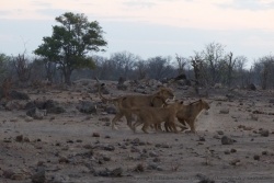 Quand les buffles sont là, les lions ne sont pas loin