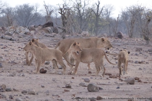 Profitant de la fraicheur de la fin de journée, la troupe de lions descend pour aller boire