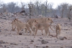 Profitant de la fraicheur de la fin de journée, la troupe de lions descend pour aller boire