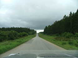 On est loin d'imaginer de tels paysages de forêts de sapins en Tanzanie !