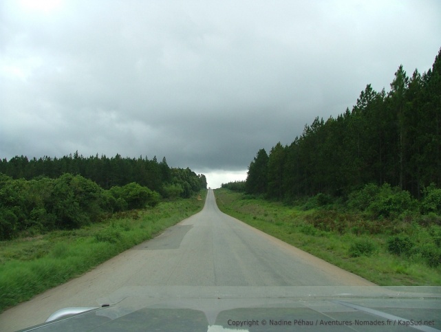 On est loin d'imaginer de tels paysages de forêts de sapins en Tanzanie !