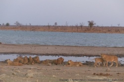 Pour notre plus grand bonheur, tous les lions du clan viennent boire